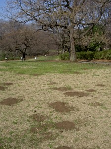 砧公園1 モグラも活発に動きはじめていました。