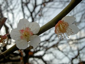 砧公園うめJPG ここの梅はまだ三分咲きでした。