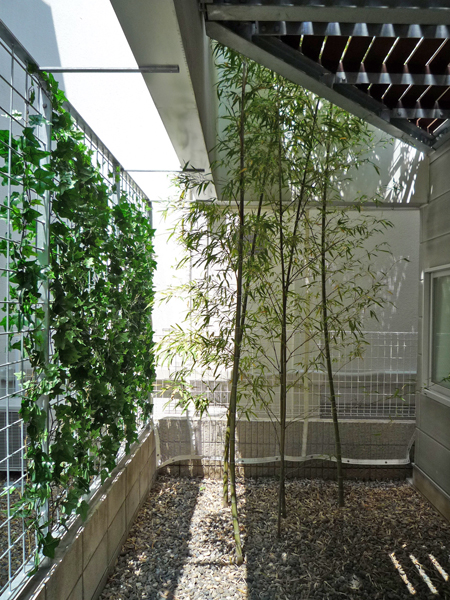 ヒメアケボノモウソウチク